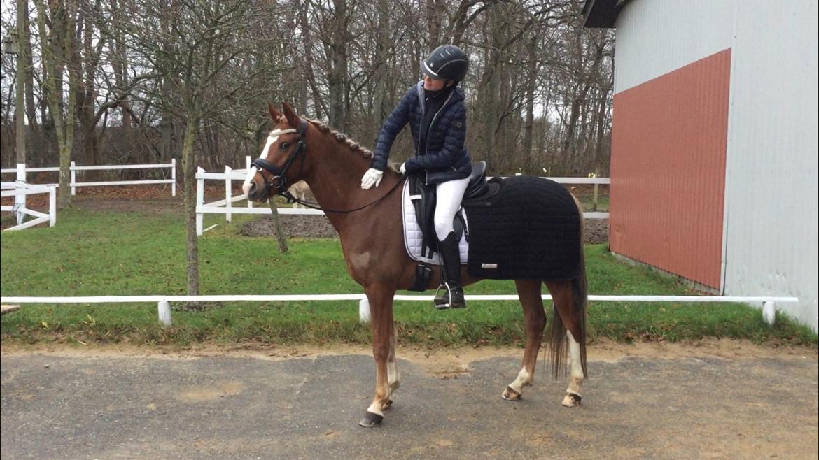 Anden særlig race Antos Bonus - Første stævne sammen - 67,5% og 70% billede 4