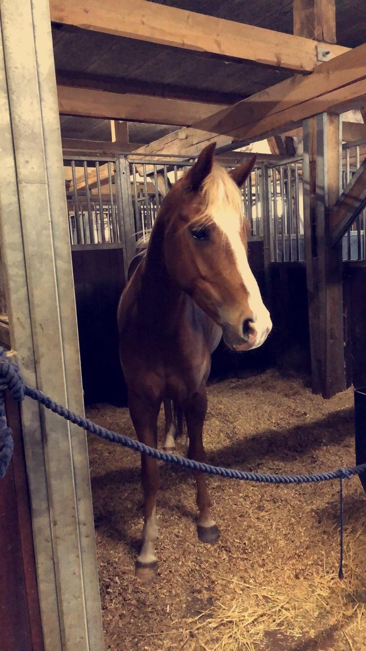 Anden særlig race Antos Bonus billede 18