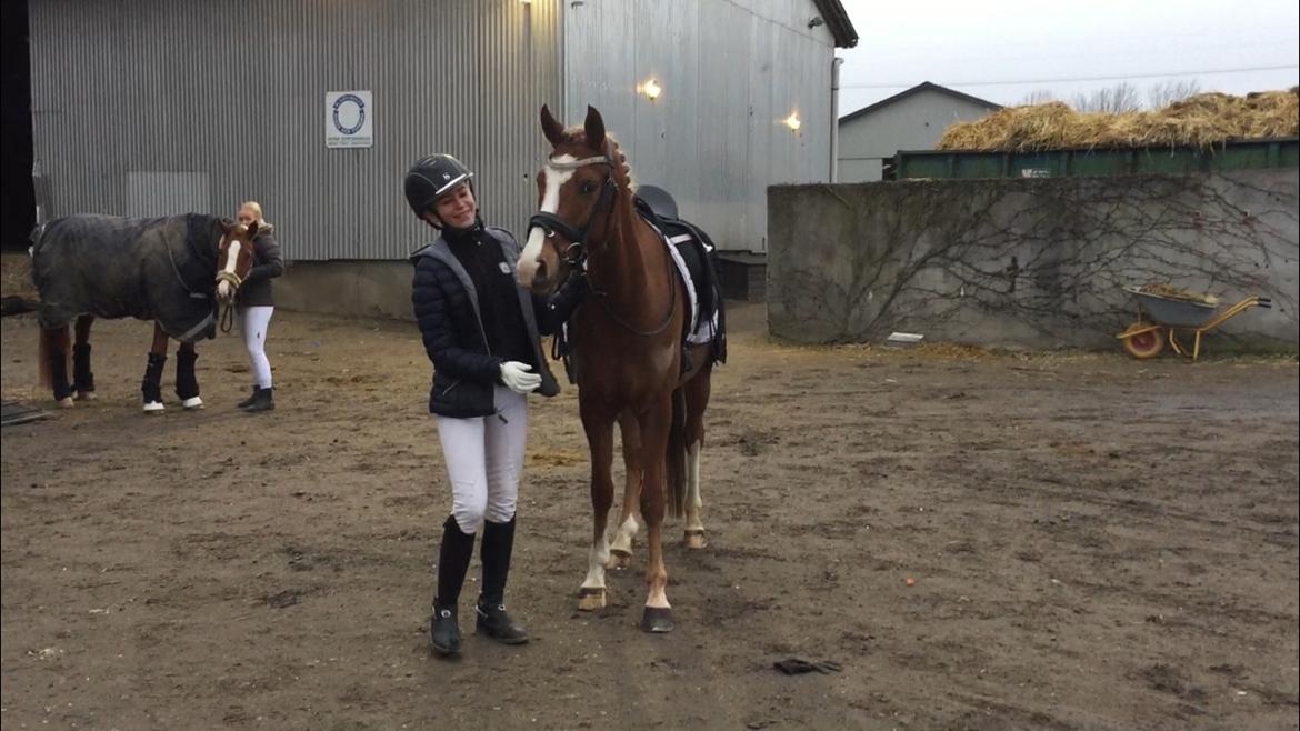 Anden særlig race Antos Bonus billede 19