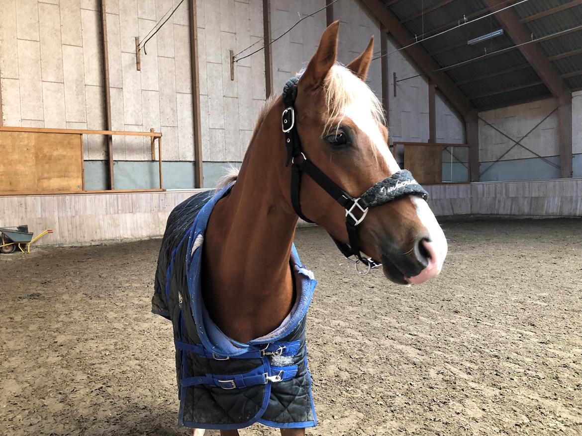 Anden særlig race Antos Bonus - Kønne pony! billede 16