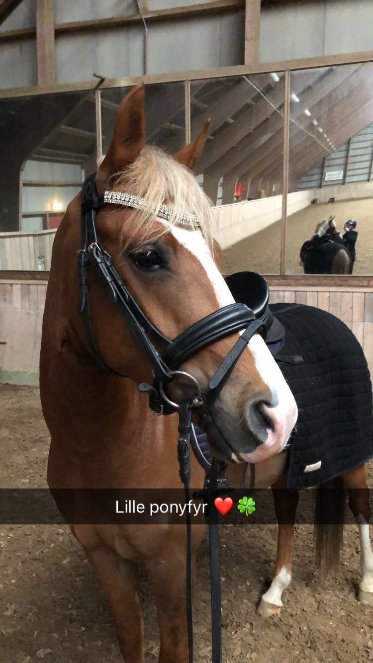 Anden særlig race Antos Bonus billede 6