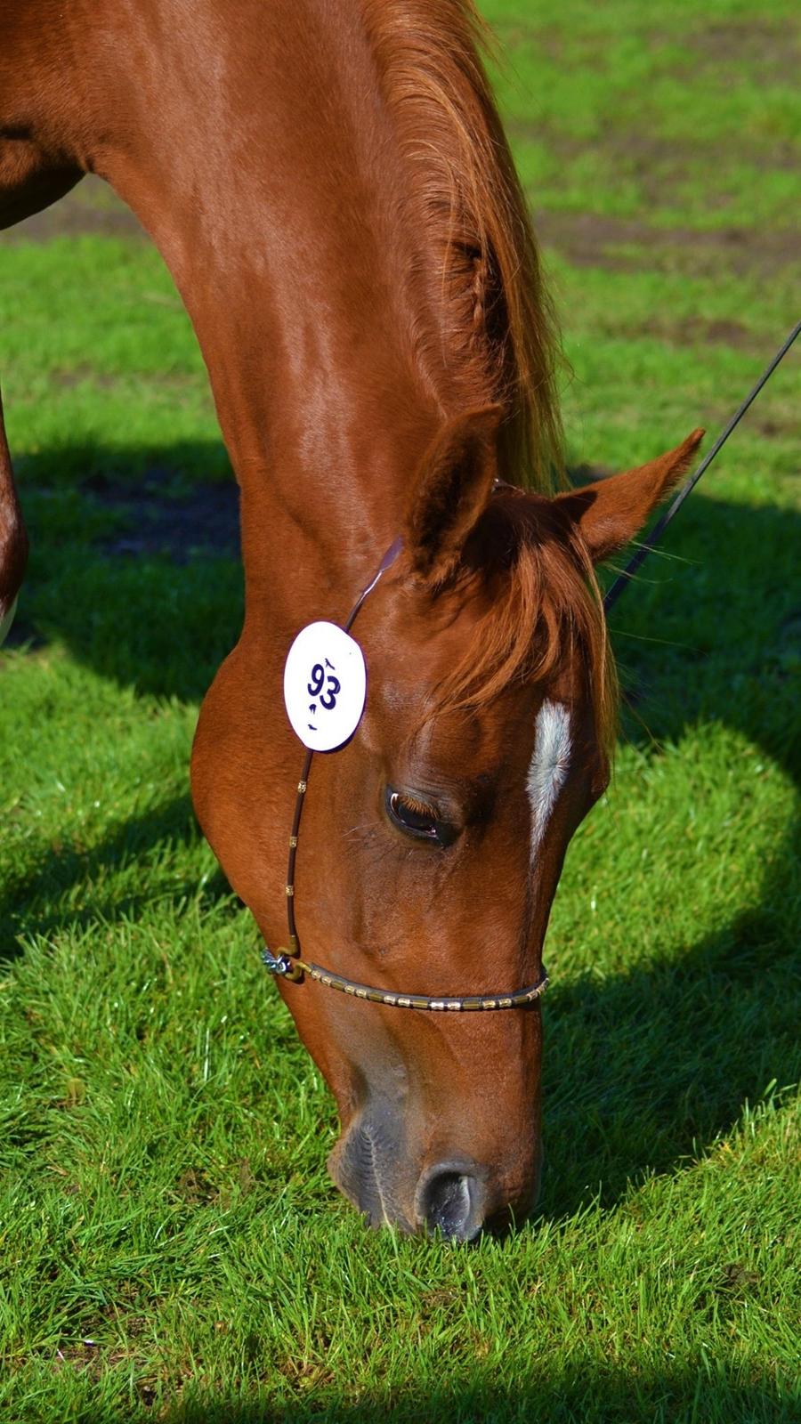 Arabisk fuldblod (OX) Hh unik touch of khiara ox billede 7