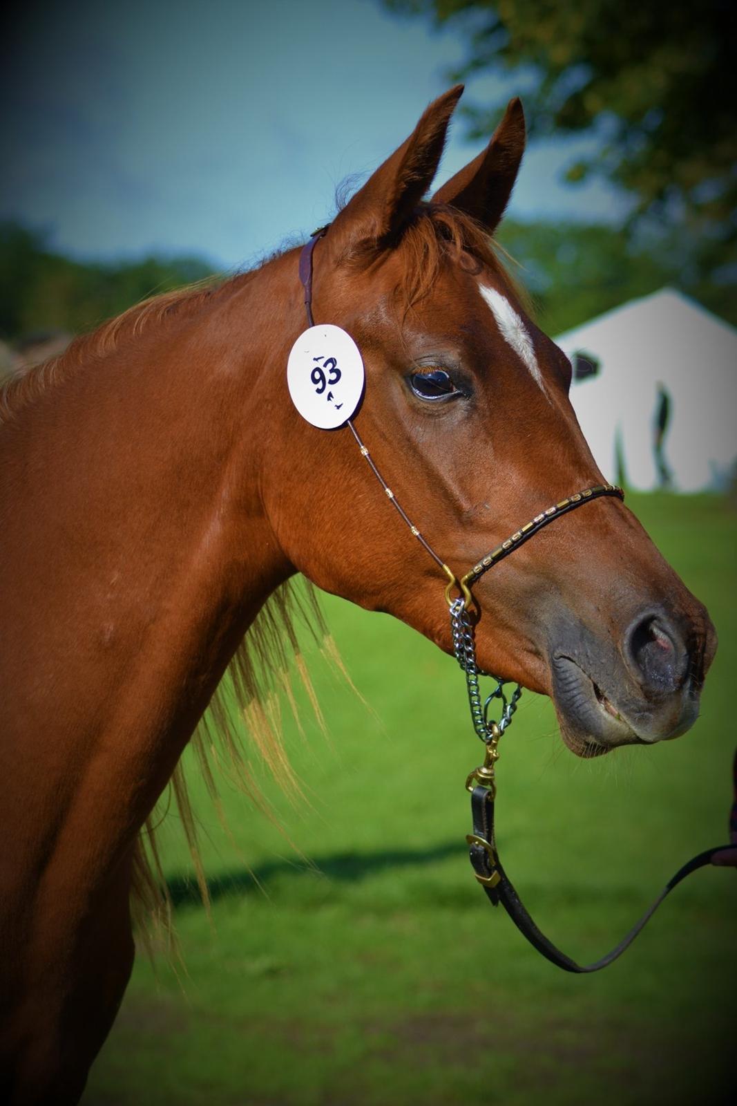 Arabisk fuldblod (OX) Hh unik touch of khiara ox billede 2