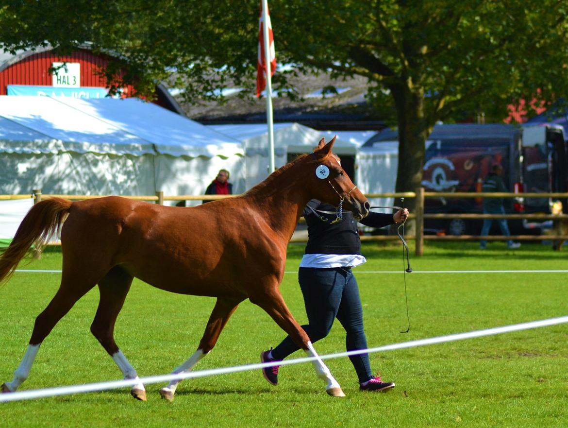 Arabisk fuldblod (OX) Hh unik touch of khiara ox billede 4