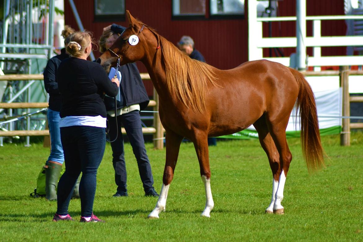 Arabisk fuldblod (OX) Hh unik touch of khiara ox billede 8