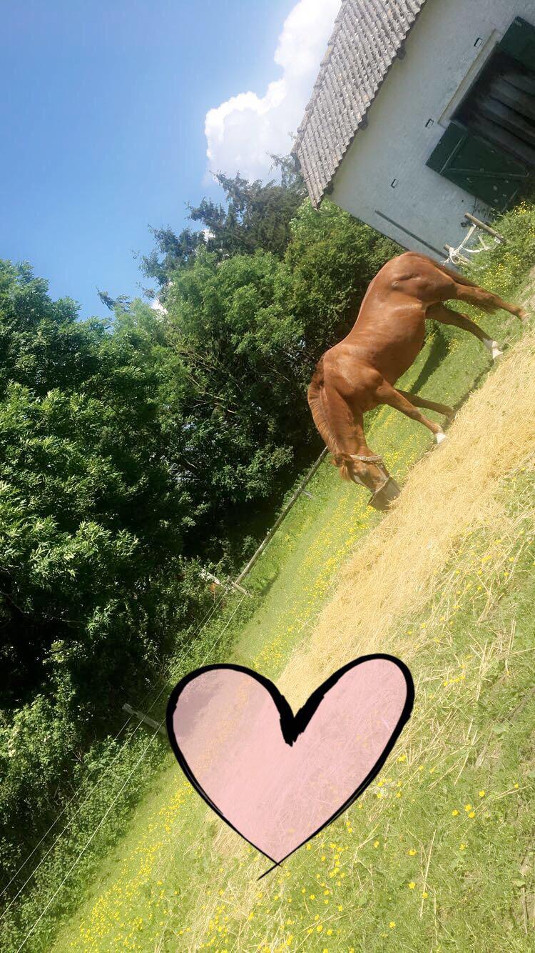 New Forest Fanta billede 13