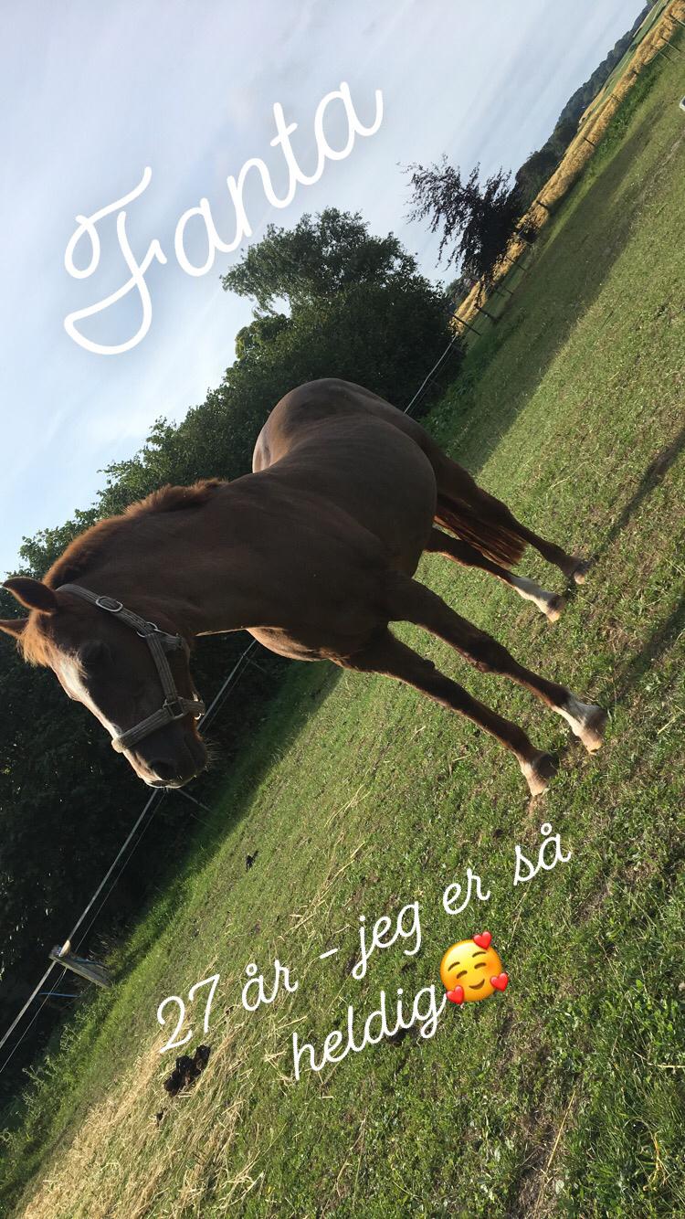 New Forest Fanta billede 11