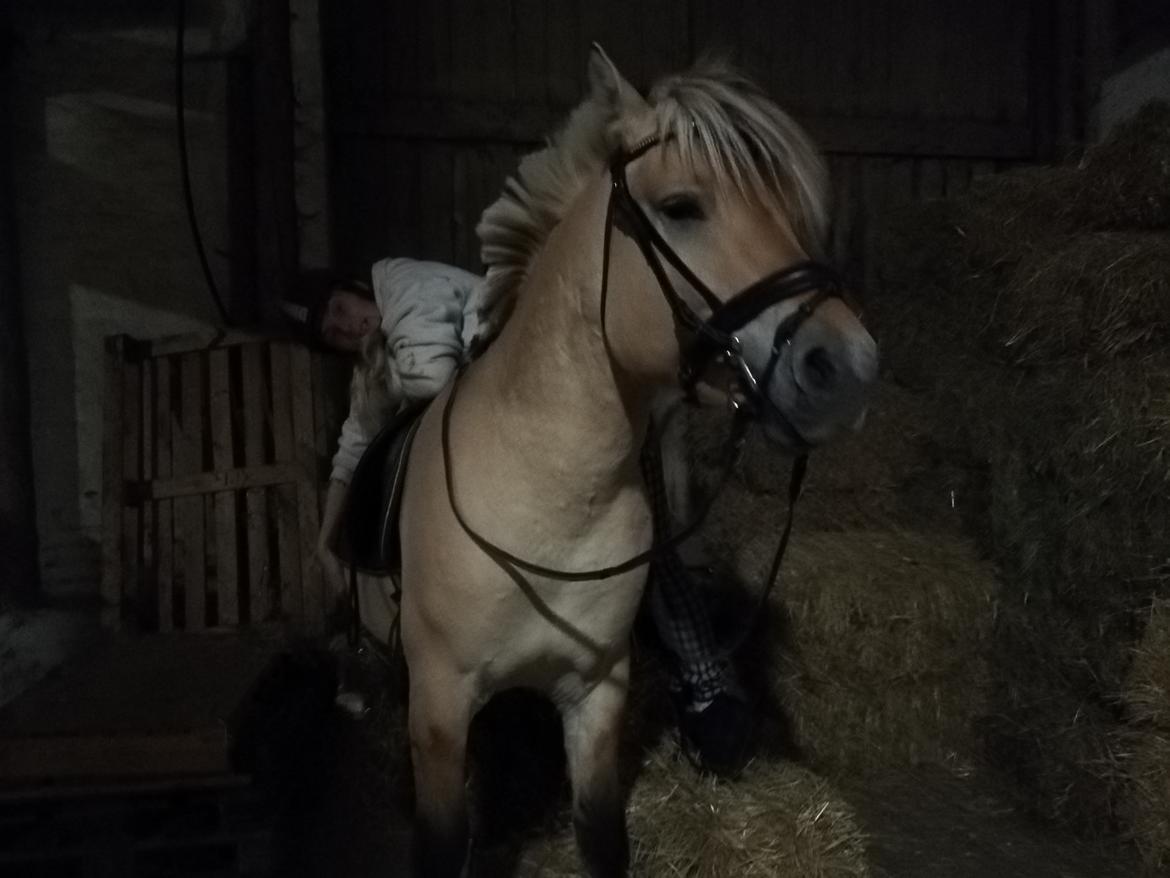 Fjordhest Møltrup Njord billede 18