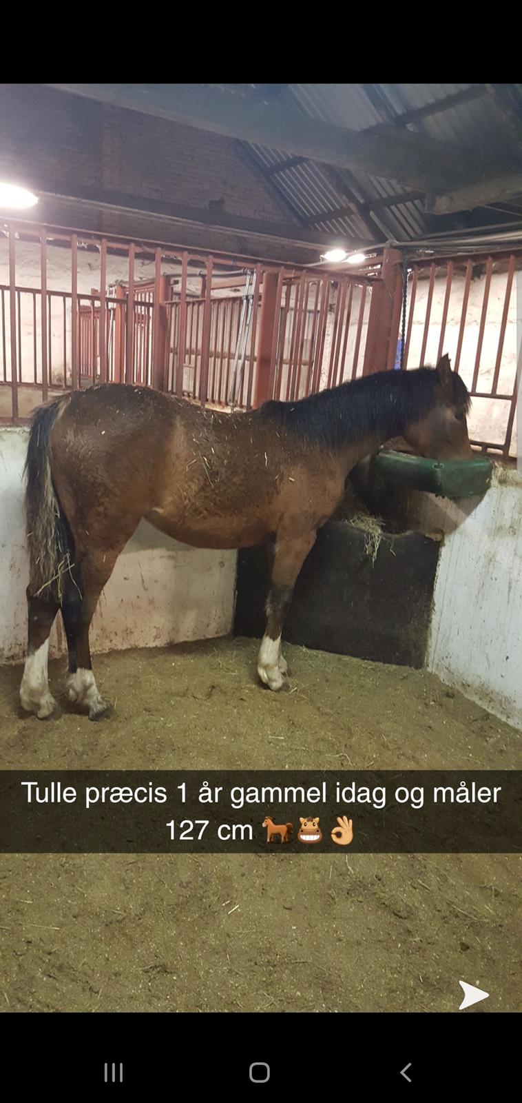 Welsh Partbred (Sec F) Struntze´s Glowing Power RSDH 878 billede 15