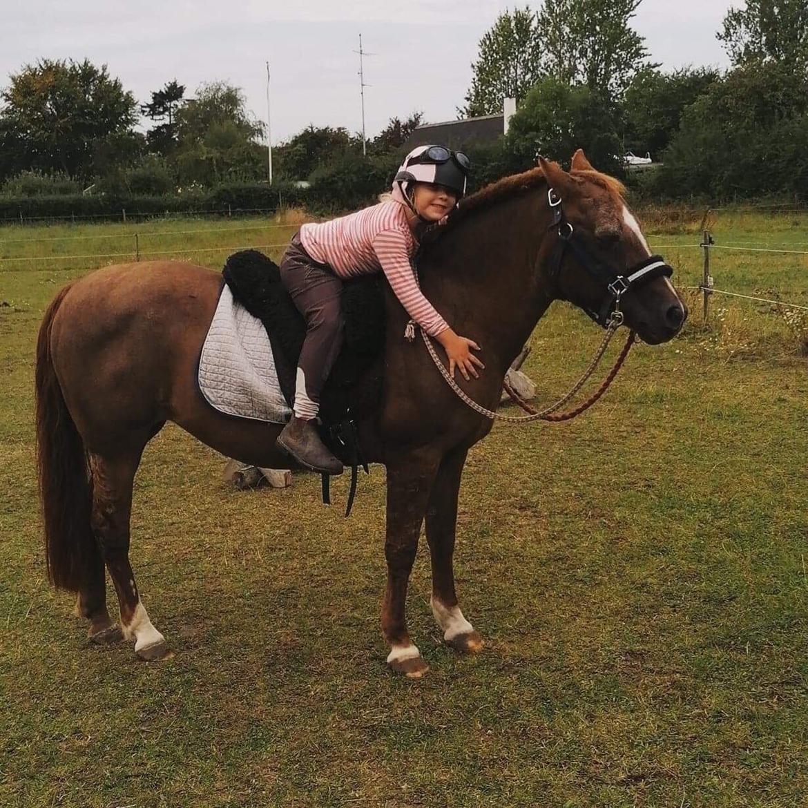 New Forest Fanta billede 12