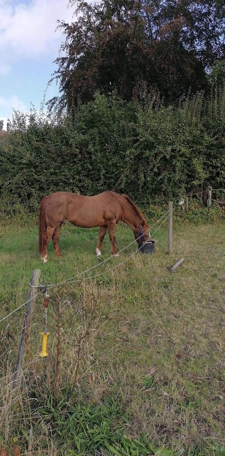 New Forest Fanta billede 14