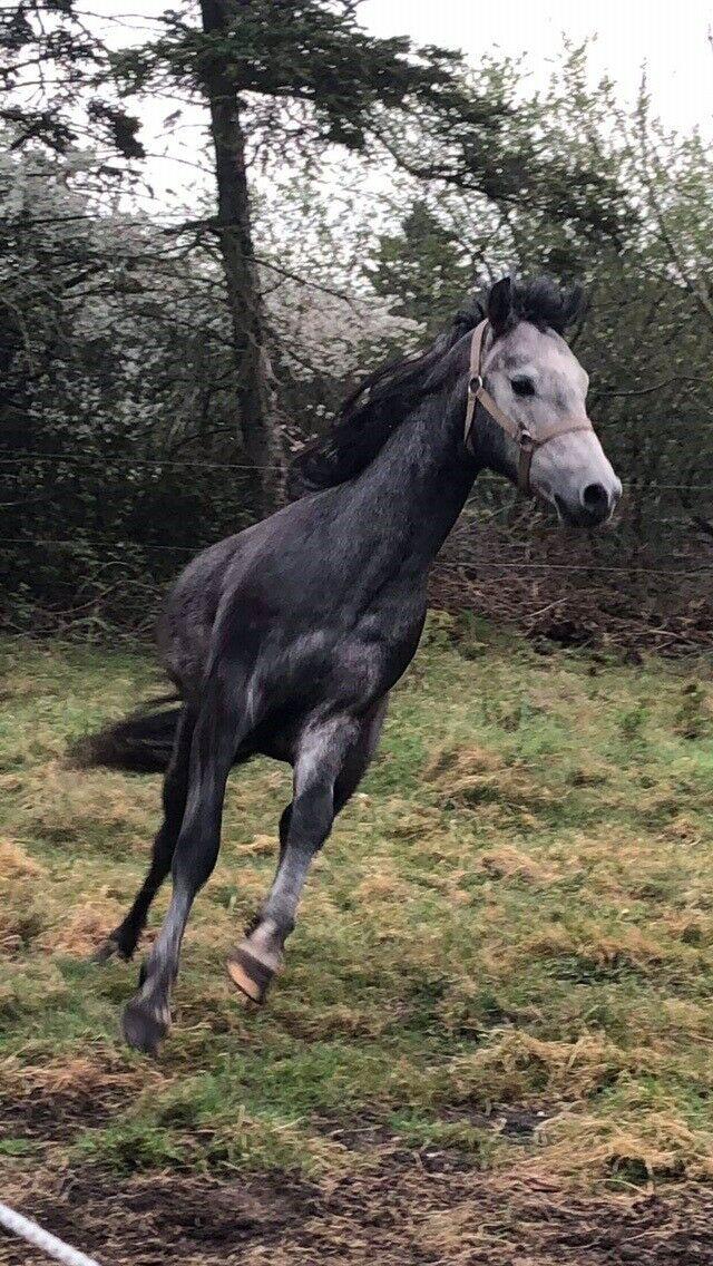 Welsh Pony (sec B) Bjerregårds Adagio billede 1