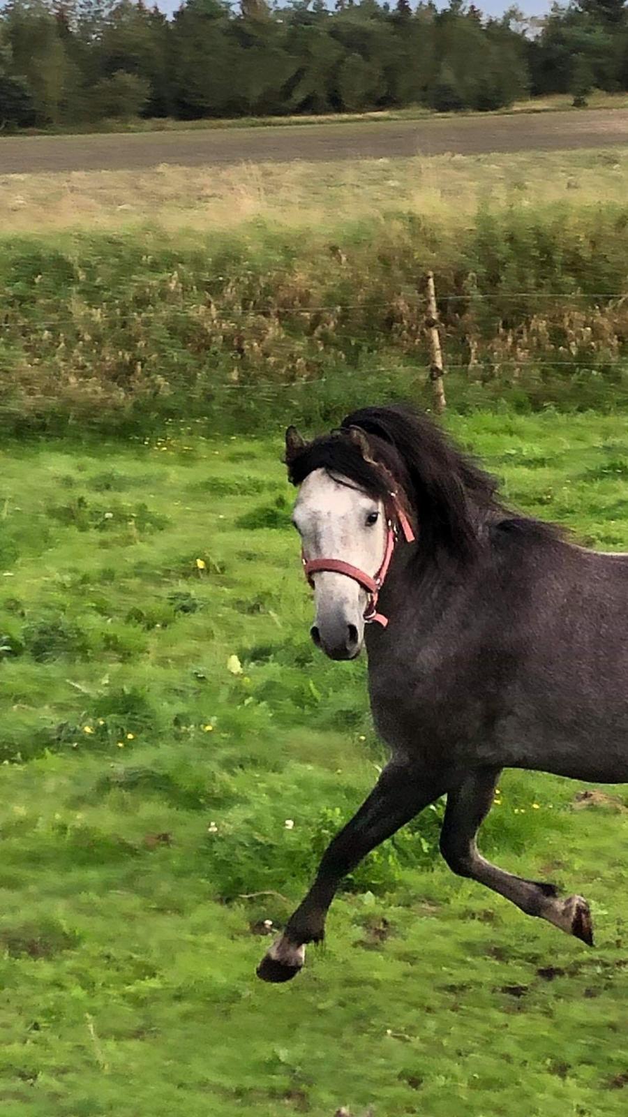Welsh Pony (sec B) Bjerregårds Adagio billede 2