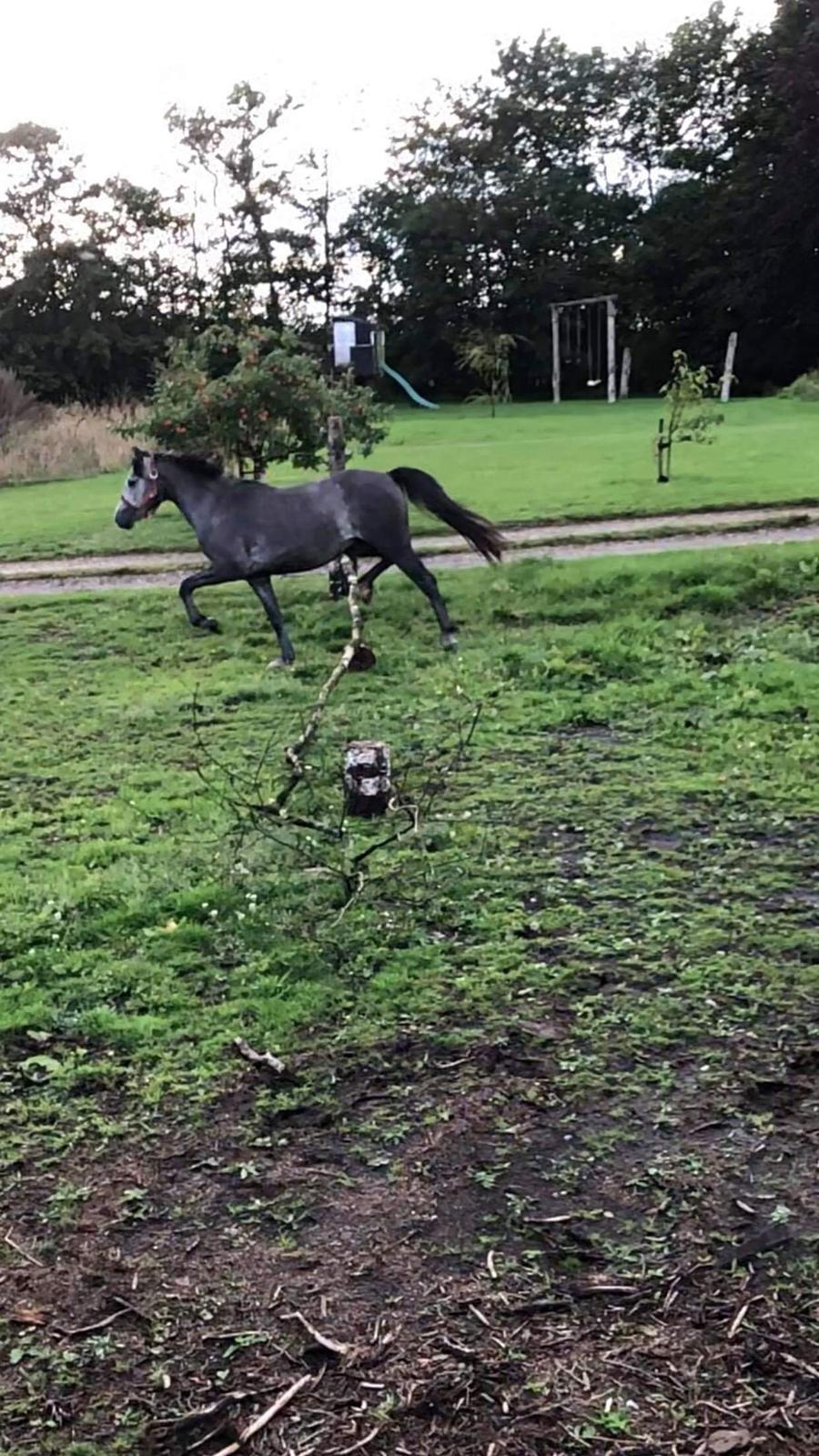 Welsh Pony (sec B) Bjerregårds Adagio billede 3