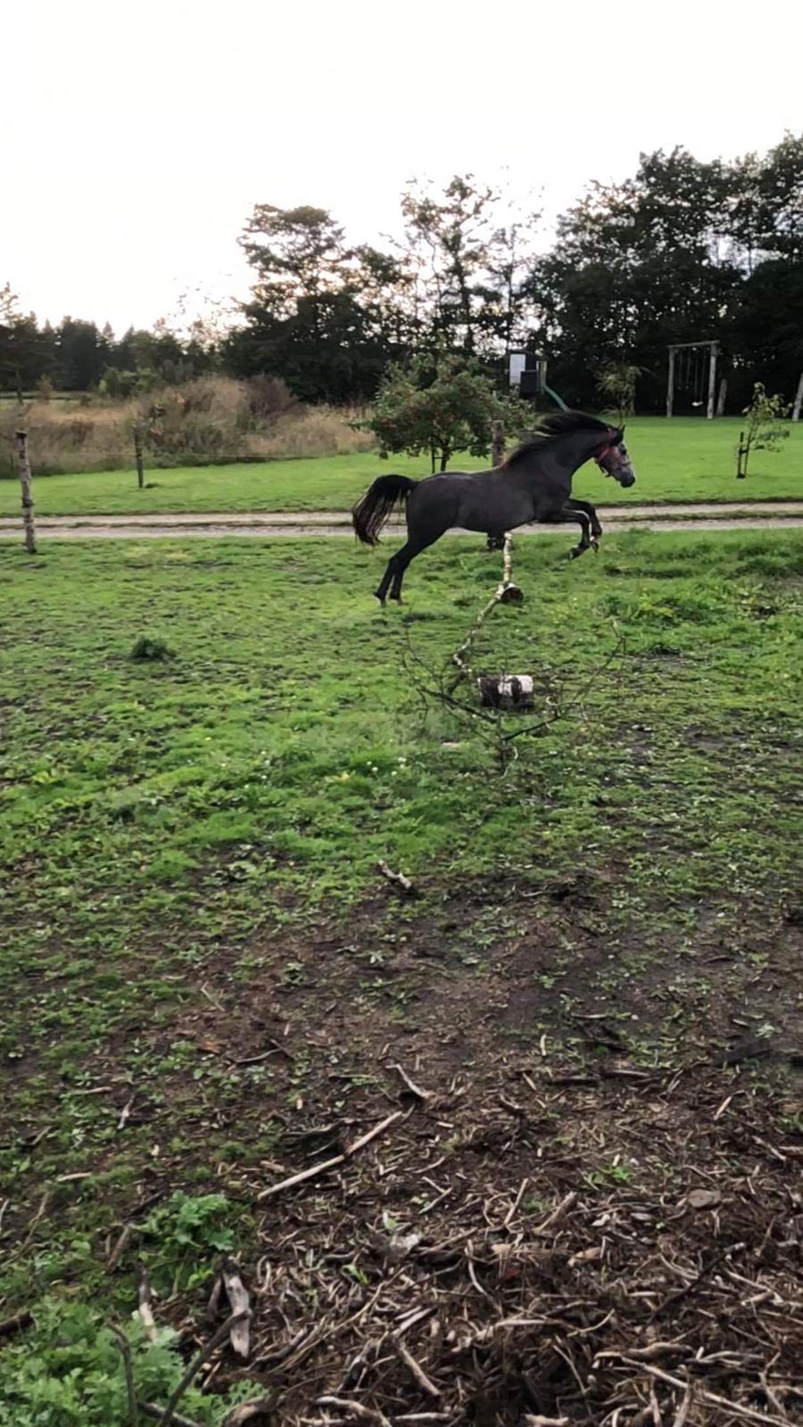 Welsh Pony (sec B) Bjerregårds Adagio billede 5