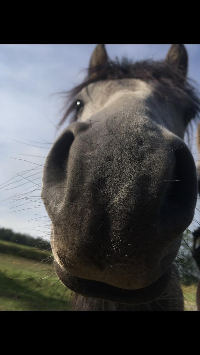Welsh Pony (sec B) Bjerregårds Adagio billede 7