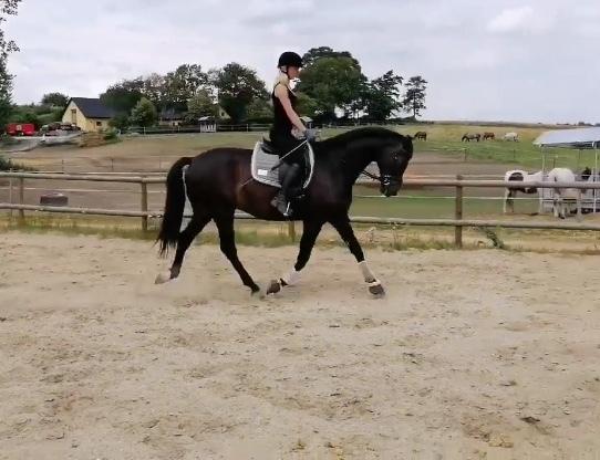 Dansk Varmblod Lille Damsteds Gallaho Win billede 13