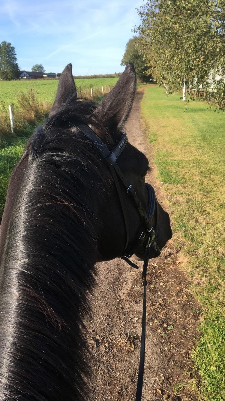 Dansk Varmblod Lille Damsteds Gallaho Win billede 14