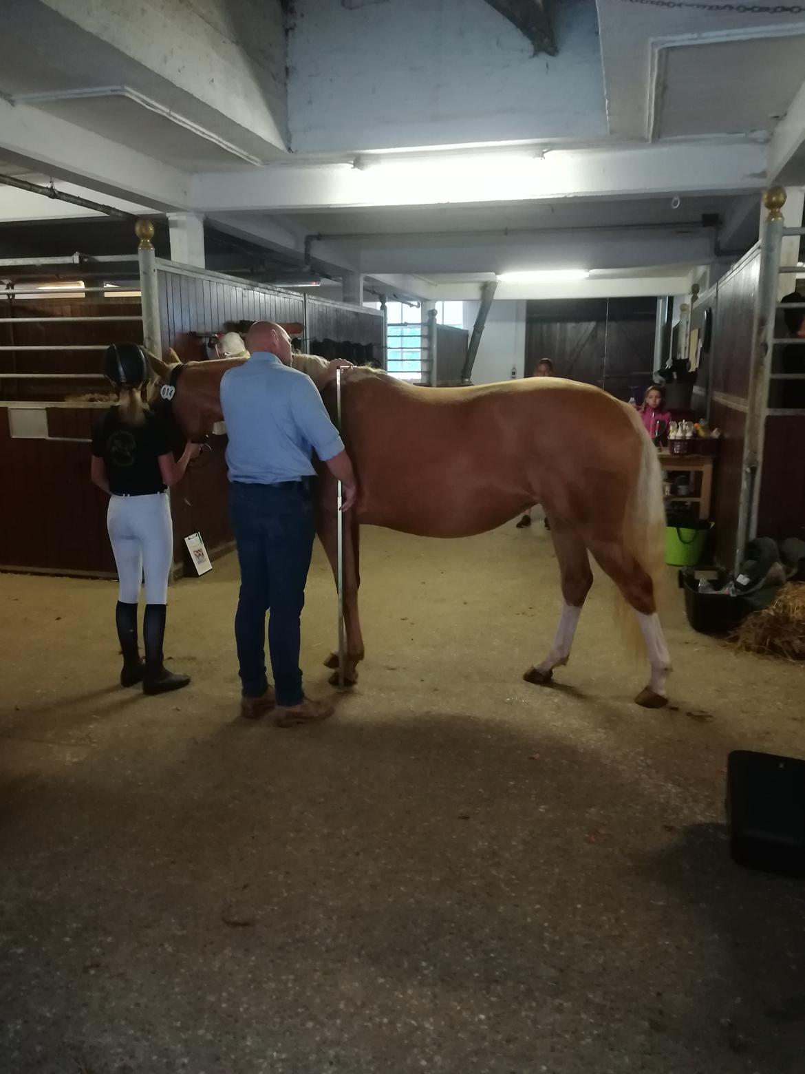 Palomino Sunzett golden delicious billede 17