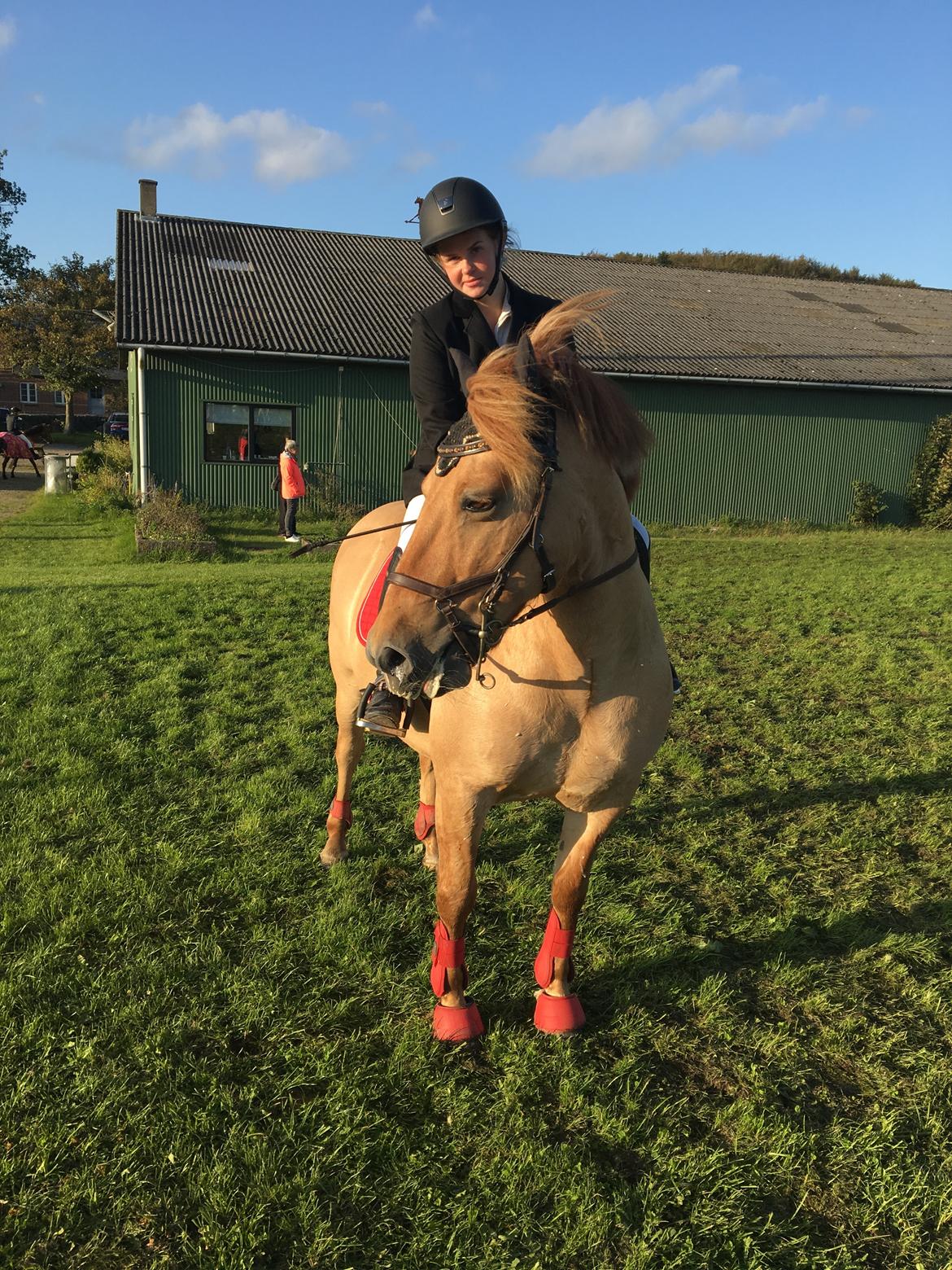 Anden særlig race Adonis billede 4