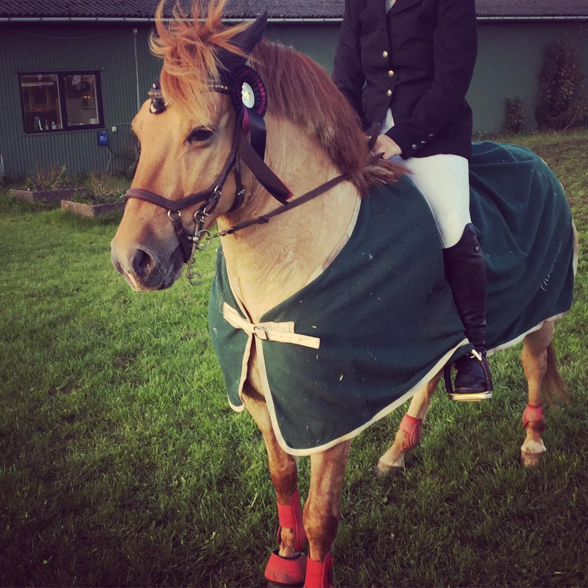 Anden særlig race Adonis billede 5