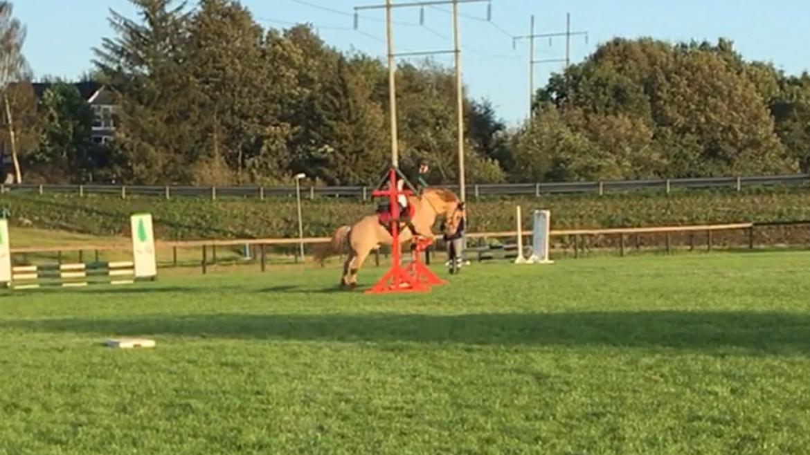 Anden særlig race Adonis billede 7