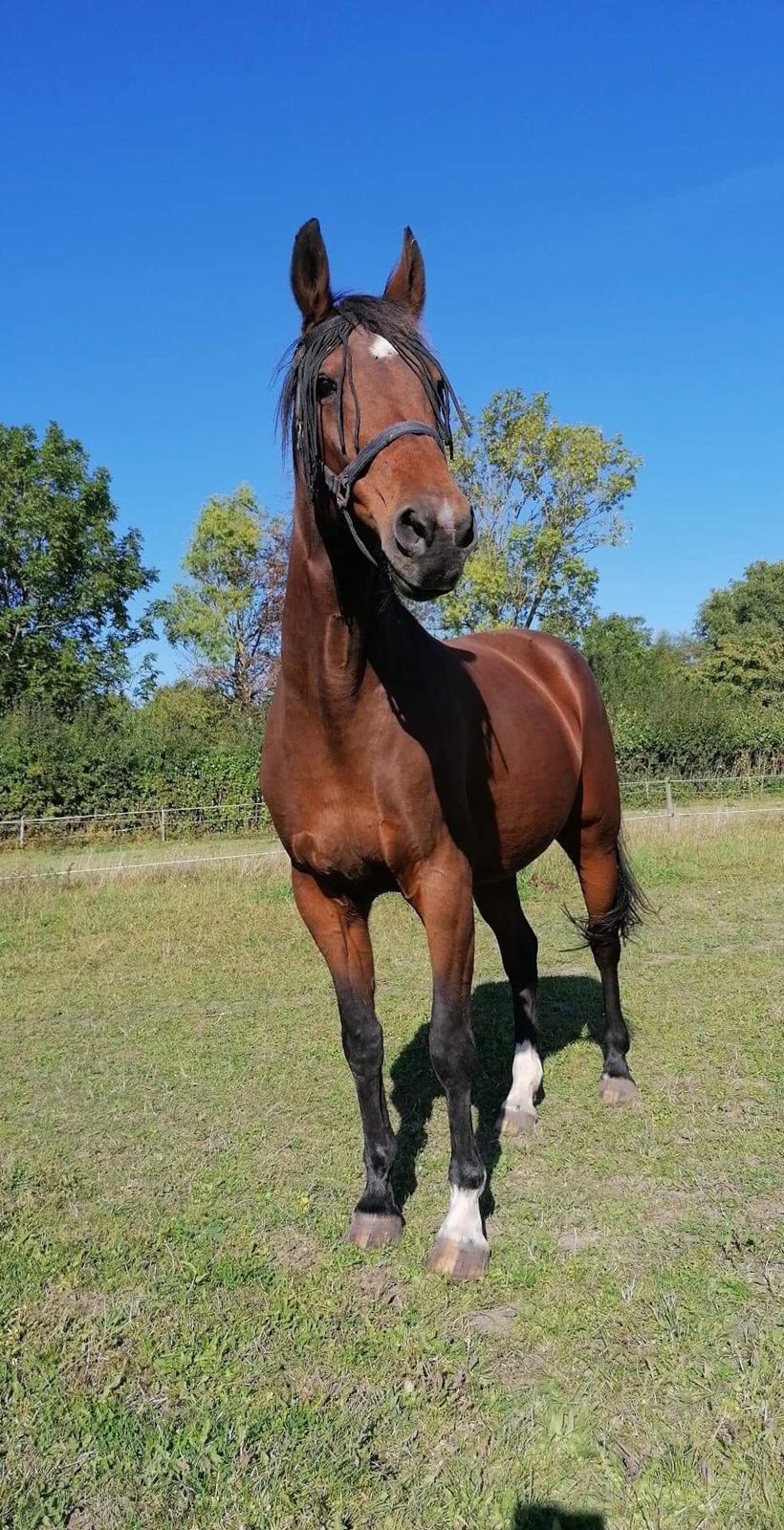 Hollandsk Varmblod Victorie billede 1