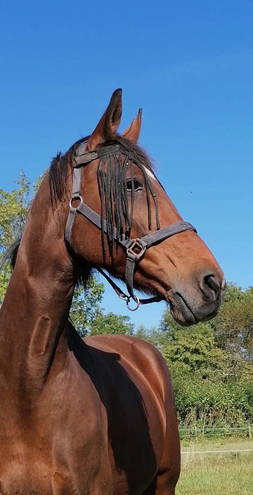 Hollandsk Varmblod Victorie billede 2