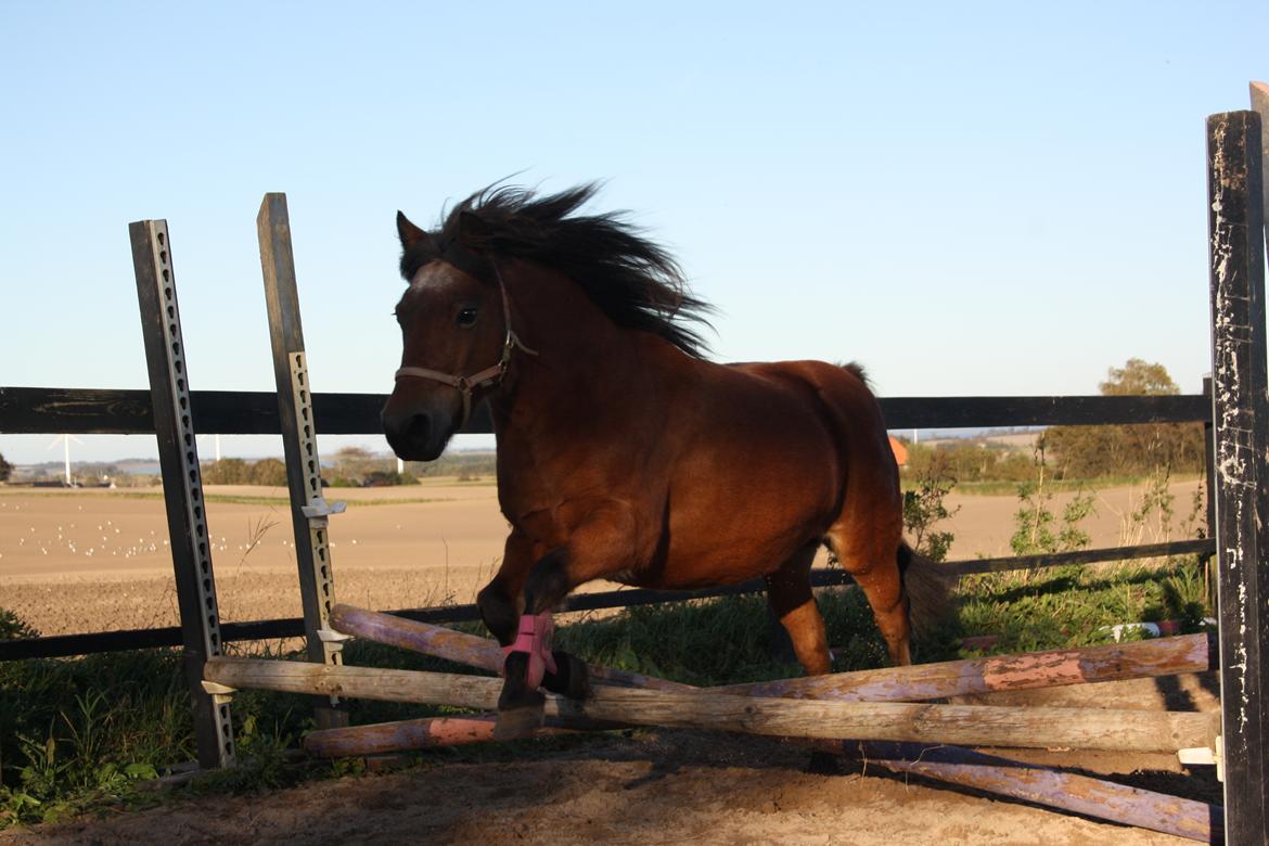 Anden særlig race Tulle (solgt) billede 16