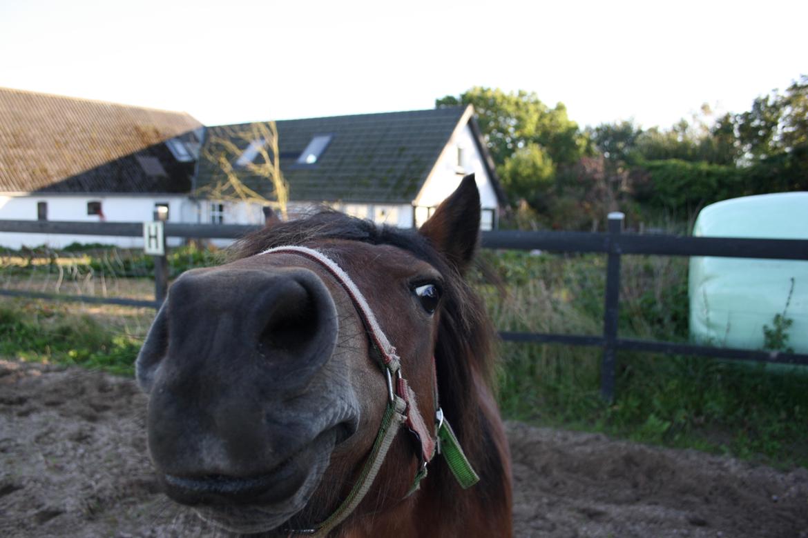Anden særlig race Tulle (solgt) billede 17