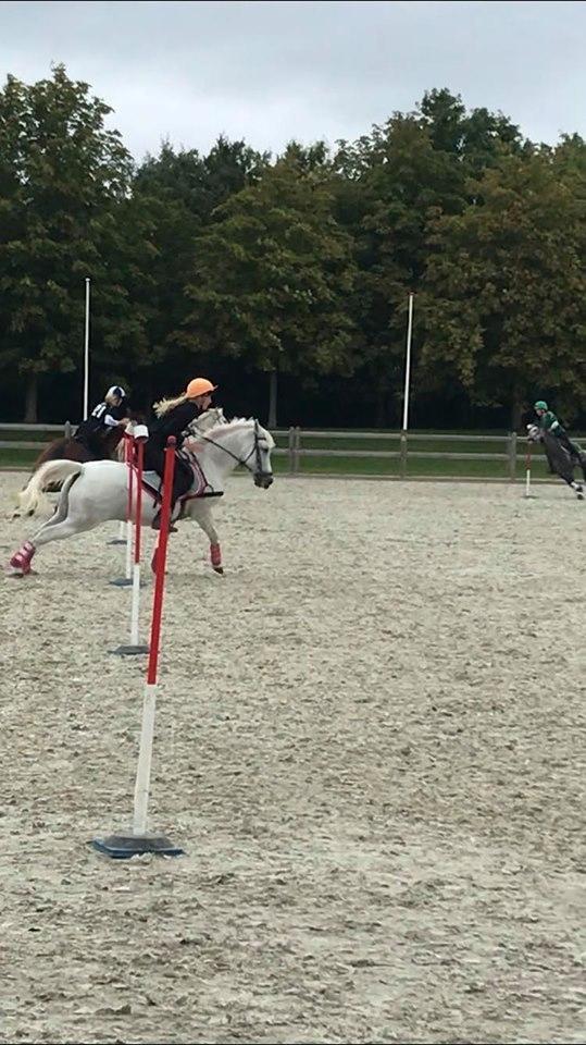 Anden særlig race Tequila billede 5