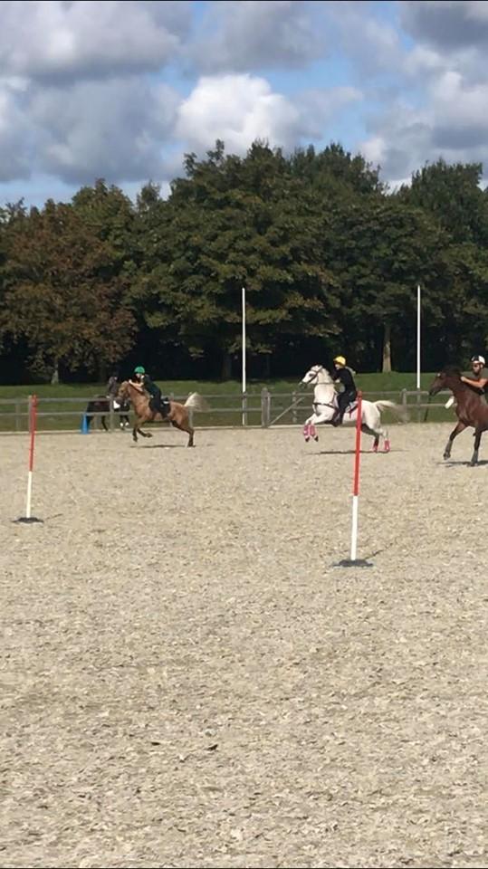 Anden særlig race Tequila billede 7