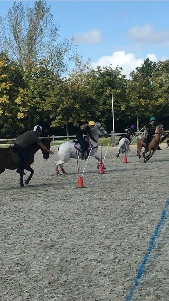 Anden særlig race Tequila billede 9