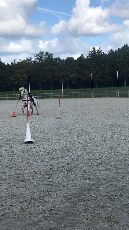 Anden særlig race Tequila billede 11