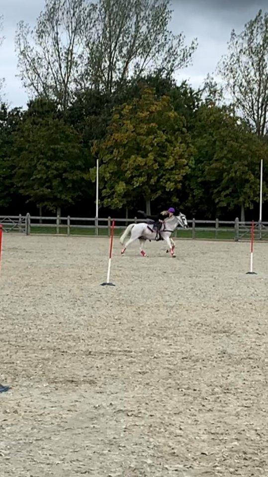 Anden særlig race Tequila billede 15