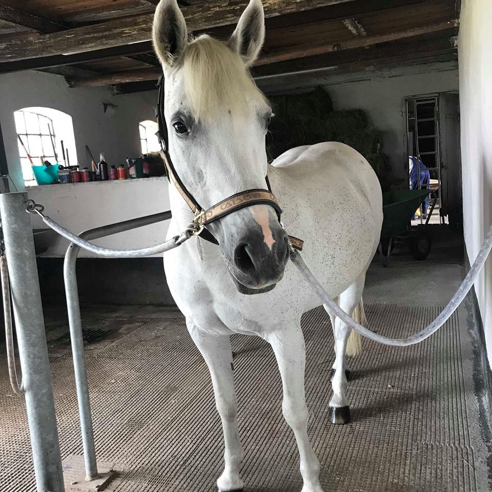 Anden særlig race Tequila billede 20