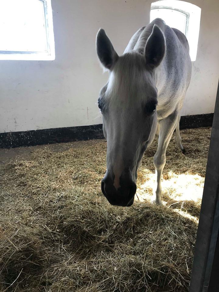 Anden særlig race Tequila billede 16