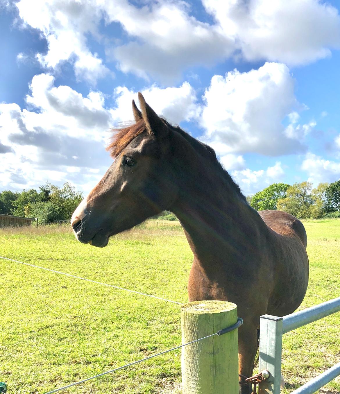 New Forest Bosagergårds Cooper - September 2019 billede 12