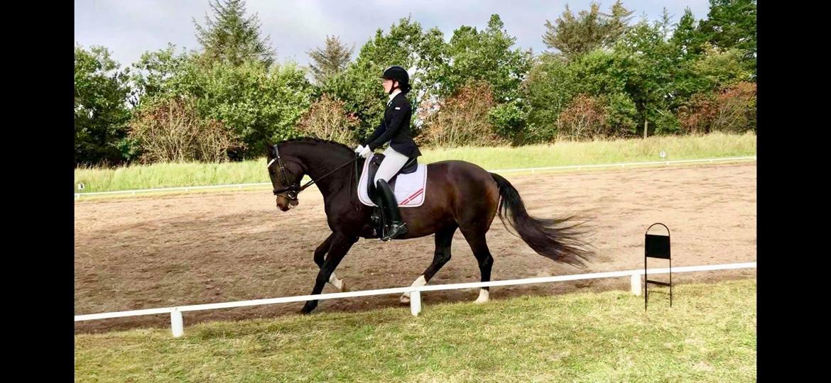 Tysk Varmblod A'kayzia - Stævne i Hundborg  billede 19