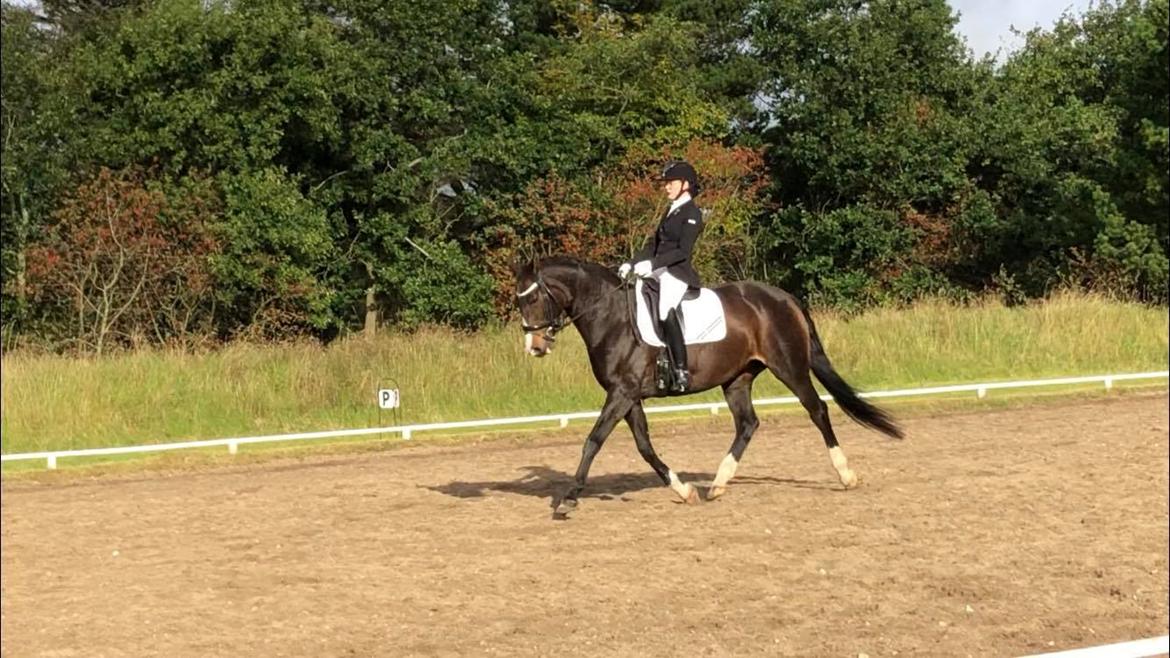 Tysk Varmblod A'kayzia - Stævne i Hundborg billede 20