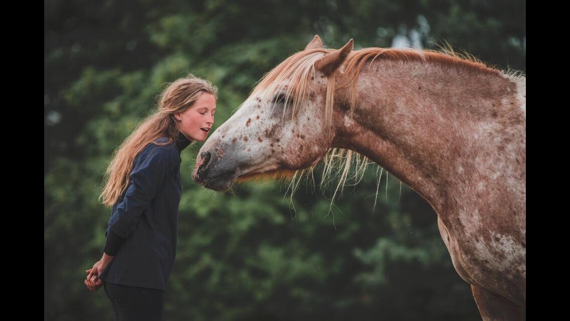 Anden særlig race Caspian (Kalle) billede 3