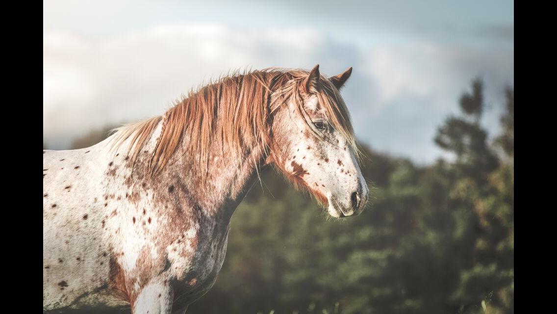 Anden særlig race Caspian (Kalle) billede 6