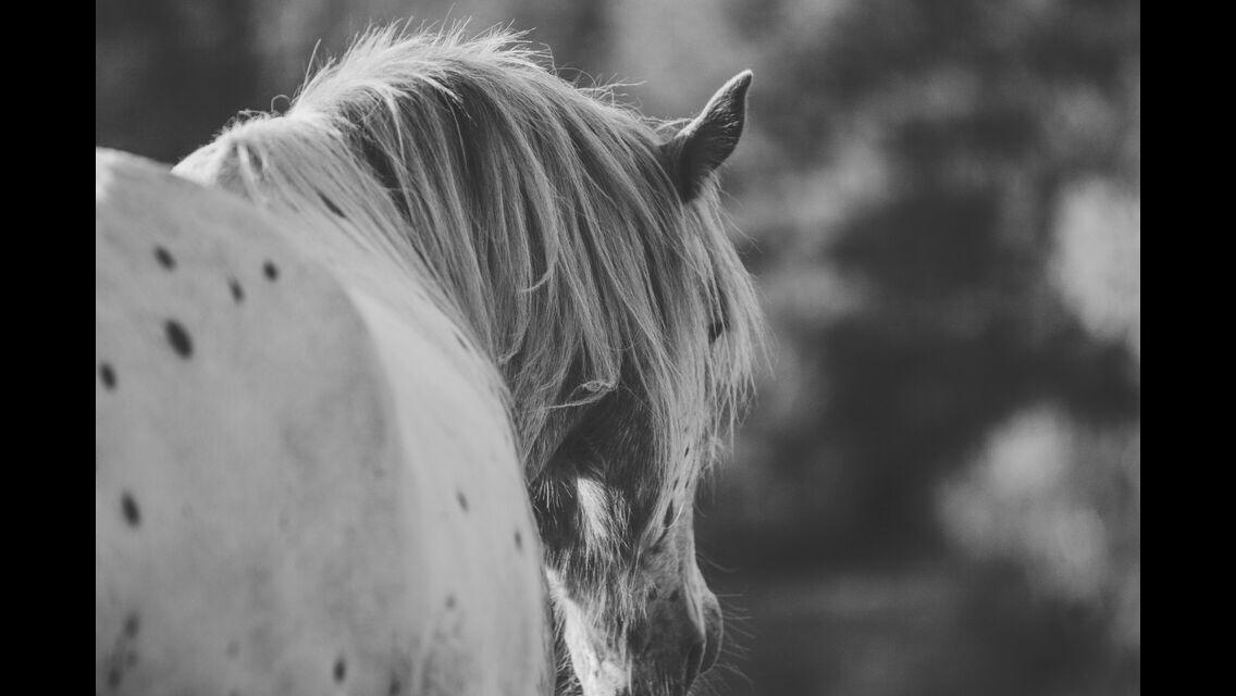 Anden særlig race Caspian (Kalle) billede 8