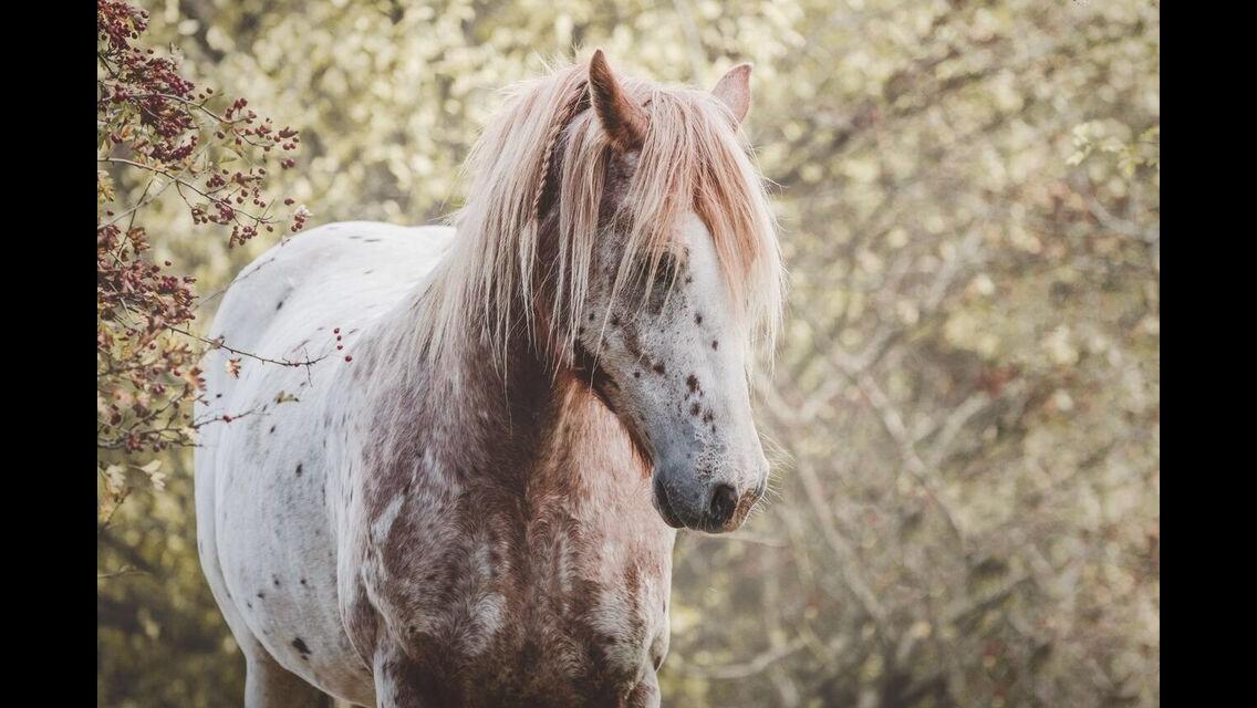 Anden særlig race Caspian (Kalle) billede 7