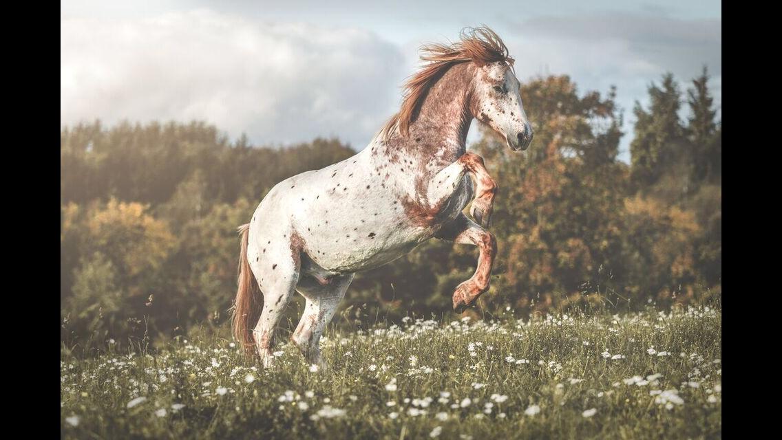 Anden særlig race Caspian (Kalle) billede 12