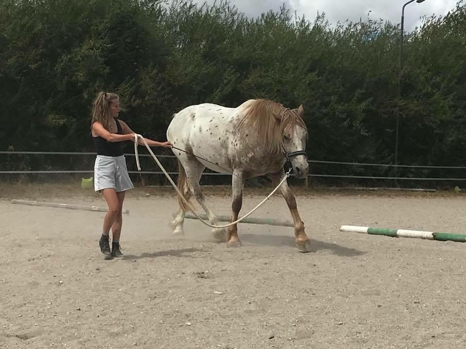 Anden særlig race Caspian (Kalle) billede 14