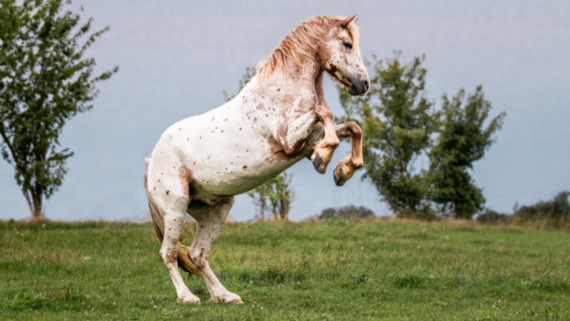 Anden særlig race Caspian (Kalle) billede 13