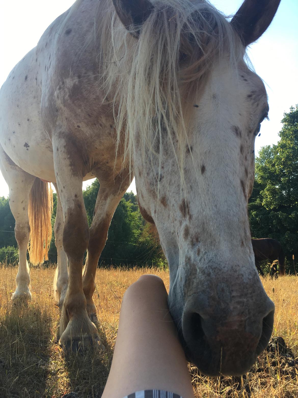 Anden særlig race Caspian (Kalle) billede 15