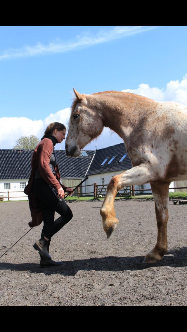 Anden særlig race Caspian (Kalle) billede 17