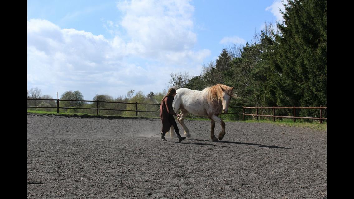 Anden særlig race Caspian (Kalle) billede 18
